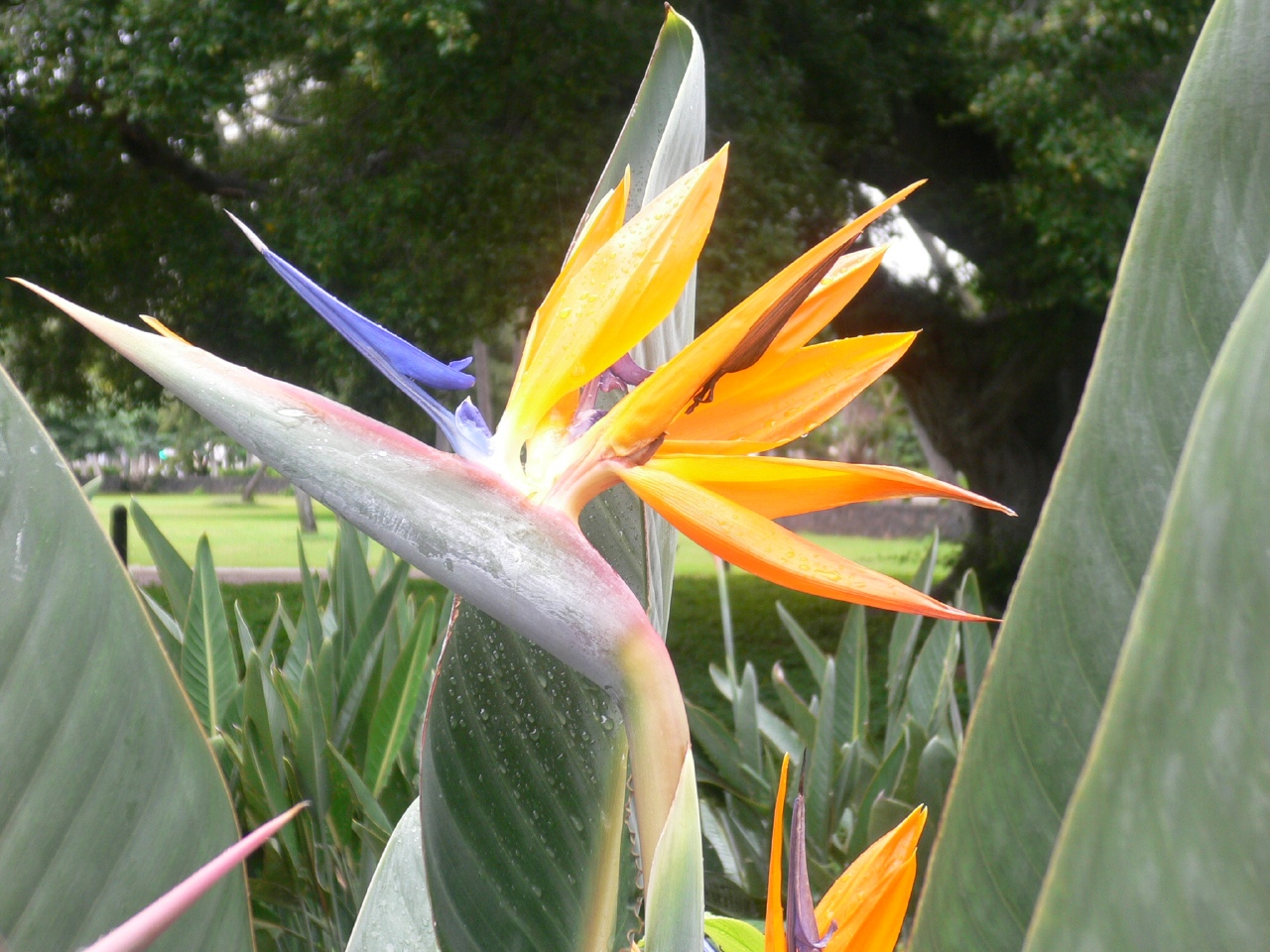 ウクレレ挫折経験者もウクレレ天国で再スタート