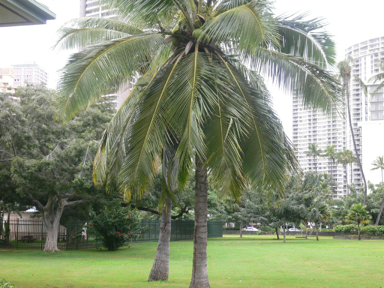 椰子の木02
